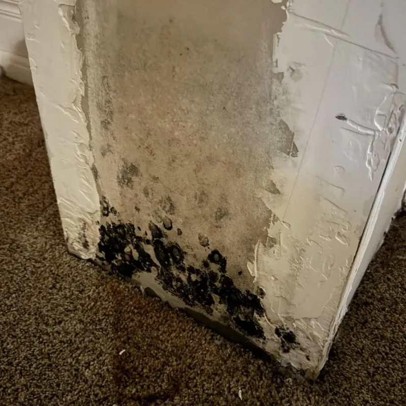 Professional Mold Removal in Noxubee County, MS